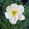 Doppelte Blütenblätter Winterharte Taglilien Blumenzwiebeln MehrjäHrig Winterhart Taglilie Hemerocallis Gross Blumige Taglilien Taglilien Zwiebeln Winterhart MehrjäHrig-5Zwiebeln-D