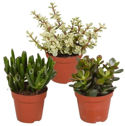 Dickblatt Crassula Mix – 3 Zimmerpflanzen – Ø8,5cm – Sukkulenten Mischung in verschiedenen Formen & Farben – pflegeleicht & dekorativ