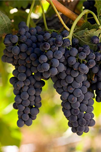 Pianta di Vite pianta di uva vigna da tavola pianta di uva innestata pianta vera di vite venduta da eGarden.store (Fragola Nera v.19 cm)