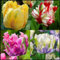 Tulpen zwiebeln,winterharte pflanzen,pflegeleicht,in verschiedenen Farben erhältlich,voller Vitalität,duftend,geeignet für Gärten,tulpenzwiebeln winterhart mehrjährig rosa.-25zwiebeln-C