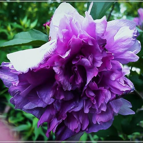 Hibiscus Pflanzen hibiskus pflanzen blumenzwiebeln mehrjährig winterhart ziererlebnis, Gartendekoration,attraktiv, Heimdekoration, schöne Blumen.-2zwiebeln-D
