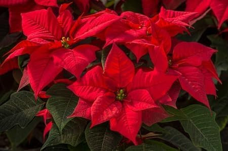 Weihnachtsstern Blumensamen 100Stk rot