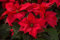Weihnachtsstern Blumensamen 100Stk rot