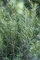 Taxus baccata 'Renke's Kleiner Grüner' 15-20 cm - Eibe, immergrün, ideal für Hecken und Kübel, pflegeleicht, winterhart