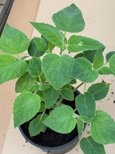 Fruchtsalbei - Salvia dorisiana