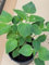 Fruchtsalbei - Salvia dorisiana