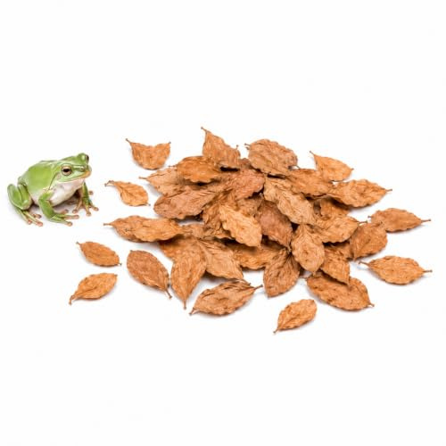 SunGrow 50 pcs Dwarf Frog Leaves, Tropical Fish, Water Treatment Terminalia Leaf, 2 Inches, Mini Indian Almond Catappa Leaves for Microfauna, Aids in Reproduction, Regulate pH of Substrate