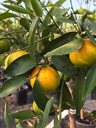 Mandarino Citrus reticulata pianta innestata in vaso Agrumi di Sicilia, Made in Italy, Vivaio di Castelletto