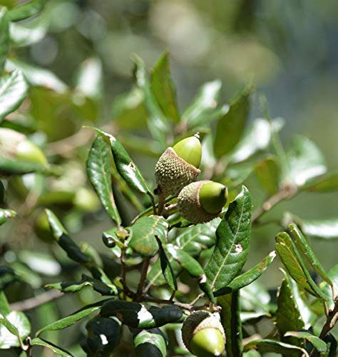 Immergrüne Stein Eiche 30-40cm - Quercus ilex