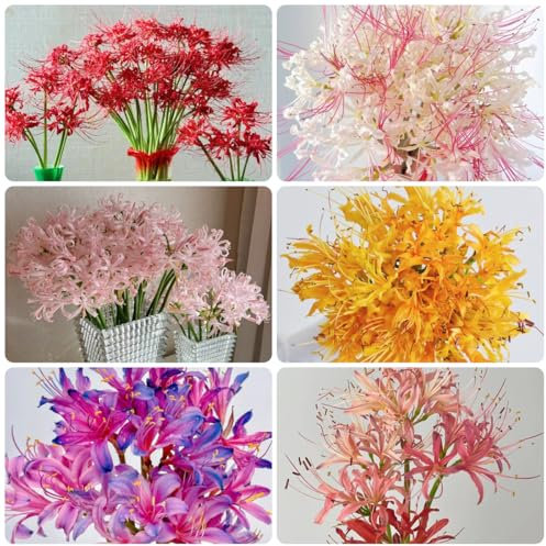 bulbi di giglio ragno - lycoris radiata piante resistenti in vaso, fiori rossa da giardino perenni resistenti 10pcs