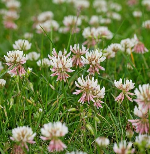 Vierblättriger Purpur-Klee - Trifolium repens - lebende Gartenpflanze aus den Baumschulen