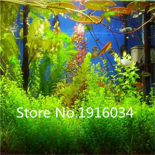 Green : Super Deal! Aquarium Grass Seeds (Water Grasses Random) Plant Grass Seeds Family Easy Plant Seeds - 100 Pcs
