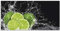 ARTland Wanddeko Glasbilder Wandbild Glas Bild einteilig 60x30 cm Querformat Küchenbilder Obst Früchte Limette im Wasser Grün H9KL
