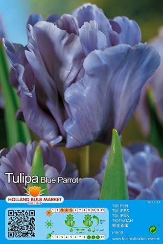 Tulpenzwiebeln : Papageientulpe Tulpe Blue Parrot 5 Blumenzwiebeln