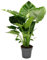 Alocasia gageana California - 21cm Solitärpflanze - Elefantenohr - Pfeilblatt - Höhe ca. 85cm