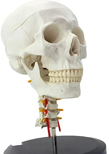 LBYLYH Lebensgroßer Menschlicher Schädel Auf Halswirbel/Wirbelsäule Gehirn Mit Nervenmodell Anatomie Skelett Anatomische Anatomie