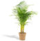 Areca Palme Areca mit Korb - 110cm -Ø21cm