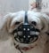 L&J, Maulkorb für Hund / Haustier, ideal für Möpse und andere Hunde mit kurzer Schnauze, Leder