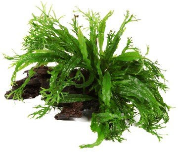 Microsorum 'Windeløv' grown on mangrove wood - Live aquarium plant