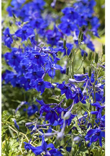 Delphinium x belladonna 'Völkerfrieden' - Verzweigter Garten-Rittersporn 'Völkerfrieden' - 11cm Topf