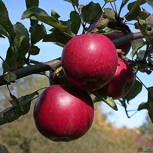 Balkonobst Apfel Idared Kleinobst Terrassenobst Apfelbaum 80-120 cm Lieferhöhe | endgültige Höhe bis max 300 cm | malus domestica 'Idared' | Befruchter Golden Delicious, Goldparmäne, Ingrid Marie