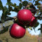 Balkonobst Apfel Idared Kleinobst Terrassenobst Apfelbaum 80-120 cm Lieferhöhe | endgültige Höhe bis max 300 cm | malus domestica 'Idared' | Befruchter Golden Delicious, Goldparmäne, Ingrid Marie