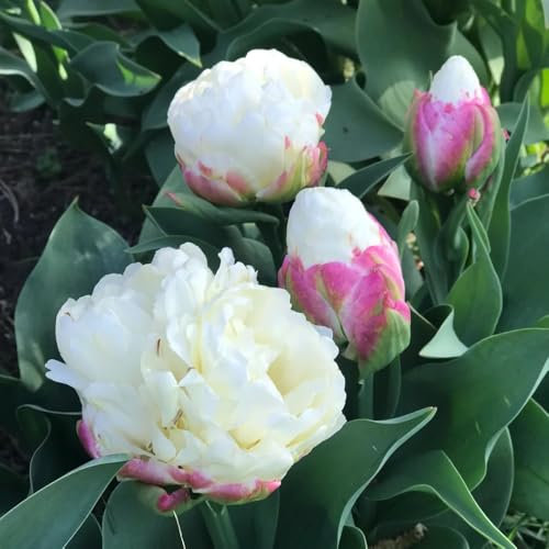 5 pcs tulpenzwiebeln kaufen, blumen für balkon tulpen wildtulpen zwiebeln gartenblumen blumenzwiebeln zwiebel frühblüher wildblumen winterharte kübelpflanzen balkongarten dekoblumen