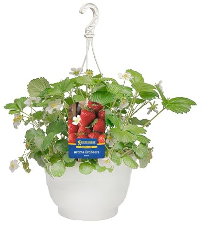 Kiepenkerl Aroma-Erdbeere Elan Ampel Fragaria ananassa F1 hängend süß 25cm Ampeltopf