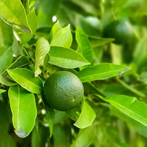 Scented Evergreen Lime Tree Citrus Fruit Houseplant Grow Your Own Fruit Plant for Home, Office & Conservatory 9cm Pot x 3 by Thompson & Morgan