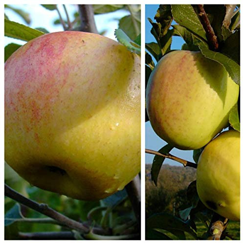 Historischer Duo Apfelbaum Dülmener Rosenapfel und Glockenapfel 7,5 L auf M7