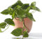Epipremnum Aureum - Devil's Ivy | Hanging Basket Plant | Tropical Houseplant
