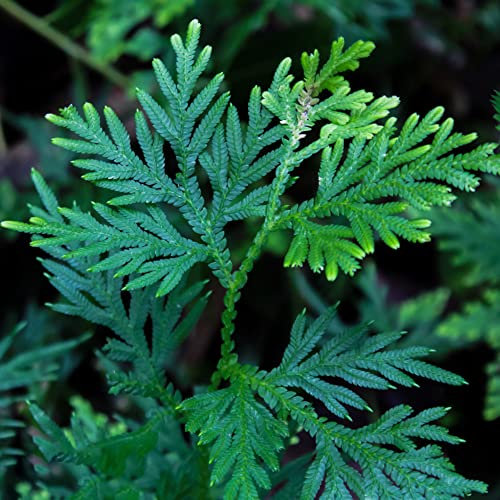 Rose Von Jericho 4 Zwiebeln Garten Winterharte KüBelpflanzen Blumen FrüHlingsblumen Balkonpflanzen Blumenzwiebeln Ostern Geschenke KüChenkräUter Plants Pflanzen Garten