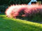 50 Graines Muhlenbergia capillaris, Hairgrass, Pink Muhly Grass seeds: Seeds: Only Seeds