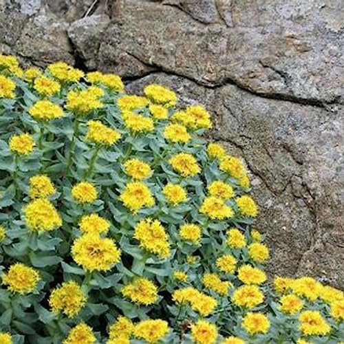 100 Teile/beutel Sukkulentensamen Heliophile, produktive, gut angepasste dekorative Rhodiola-Pflanzensämlinge, Blumensamen, Blumen-, Obstbaum- und Gemüsesamen