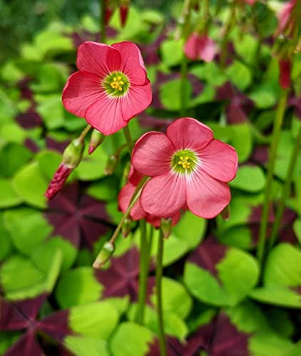 50 X Oxalis Deppei Iron Cross - Oxalis Quadrifoglio - Bulbi Di Alta Qualità (50)