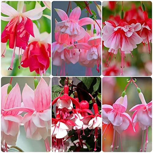 20 Stück Fuchsiensamen fuchsien pflanzen winterhart samen - Seltene Pflanze serie - mix stauden winterharte mehrjährig blumen samen mehrjährige wildblumen pflanzen indoor