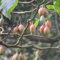 semillas de tomate de árbol tamarillo árbol frutal plantas perennes resistentes, de árboles orgánicos de frutas premium Fácil de cultivar al aire libre, Serie de 80pcs