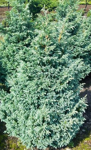 Kleine Silberzypresse Chamaecyparis pisifera 'Boulevard' 20-25 cm winterhart Freilandaufzucht