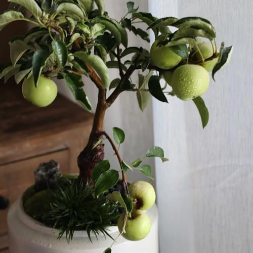 200 pcs Apfelbaum Samen - Apfel Samen - baum deko obst nachhaltige geschenke Samen Für Apfelbaum obstbäume kaufen zimmerpflanze bäume kaufen nachhaltige geschenke für frauen säulenobst