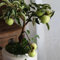 200 pcs Apfelbaum Samen - Apfel Samen - baum deko obst nachhaltige geschenke Samen Für Apfelbaum obstbäume kaufen zimmerpflanze bäume kaufen nachhaltige geschenke für frauen säulenobst