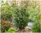 10 x Prunus lusitanica (Gehölz/Heckenpflanze/Winterhart/Mehrjährig/Immergrün) Portugiesischer Kirschlorbeer - Robuster Sichtschutz mit mediterranem Touch - von Stauden Gänge
