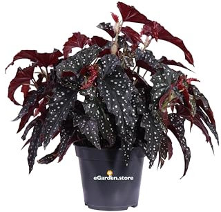 Pianta di Begonia Maculata pianta da interno pianta di Begonia foglie variegate pianta ornamentale pianta da arredo pianta vera di Begonia Maculata venduta da eGarden.store (Vaso 17 cm)