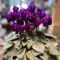 ciclamino ciclamino semi di piante resistenti piante aromatiche, fiori selvatici, fiori da balcone semi di ciclamino semi di prato, piante per luoghi soleggiati tappezzante perenne 90pcs