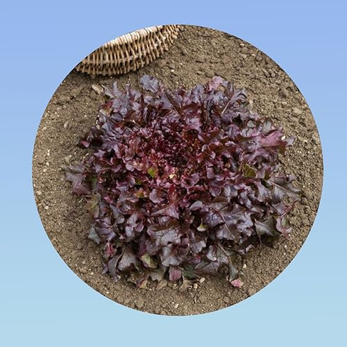 500 graines Laitue à Couper Salade Bol Rouge - SALAD BOWL - Lactuca sativa - Planète graines