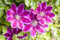 Clematis Hybride 'Dr. Ruppel' Großblumige Waldrebe im Topf gewachsen (60-100cm)