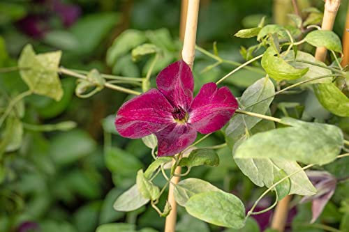 Clematis viticella 'Margot Koster' 40-60 cm - Italienische Waldrebe, rosa Blüten, Blütezeit Juni-September, ideal für Rankgerüste, pflegeleicht und winterhart