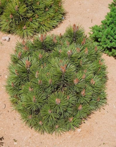 Pinus nigra 'Bambino' 25–30 cm Stammhöhe – Immergrün, Winterhart, Pflegeleicht – Schwarzkiefer – Bonsai & Kübelpflanze für Garten & Balkon