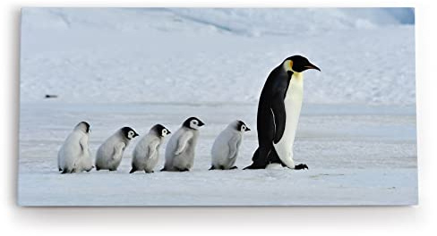 Paul Sinus - Wandbild auf Leinwand 100x50cm, Pinguine, Natur, Arktis, Tierfamilie, Schnee, Detailreich, Hochwertig, Wandkunst, Dekoration, Modernes Design