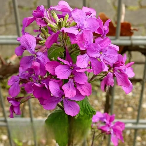 Lunaria Honesty - 50 Seeds - Silver Dollar - Annual Flower + Freebie + Plant tag