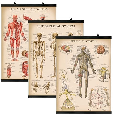 Palace Learning 3 Pack – Vintage Muskel + Skelett + Nervensystem Anatomie Poster Set – Muskulatur und Skelettsystem Anatomische Diagramme – laminiert mit Kunststoffrahmen 45,7 x 61 cm